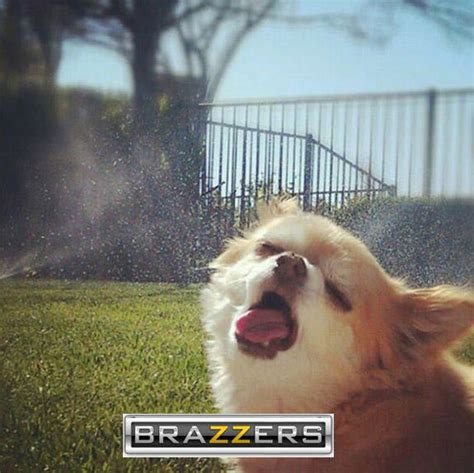 brazzers dog|Brazzers Dog Porn Videos .